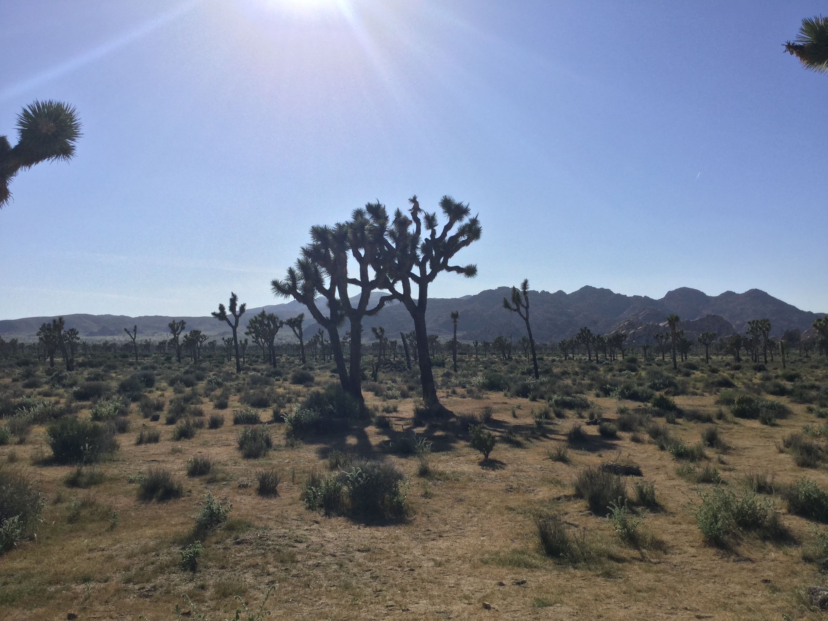 Joshua Tree