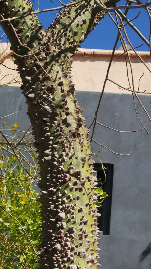 un arbre cactus...